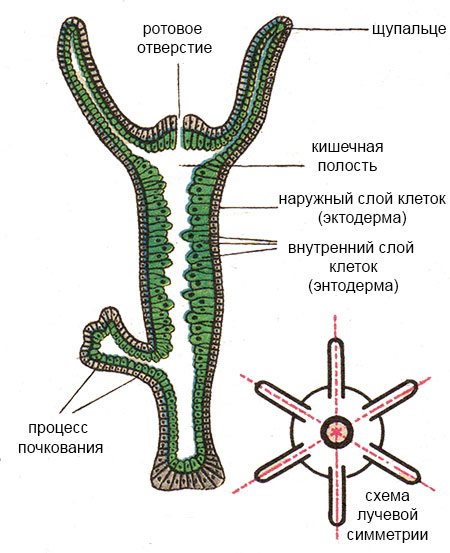 Кракен даркнет купить