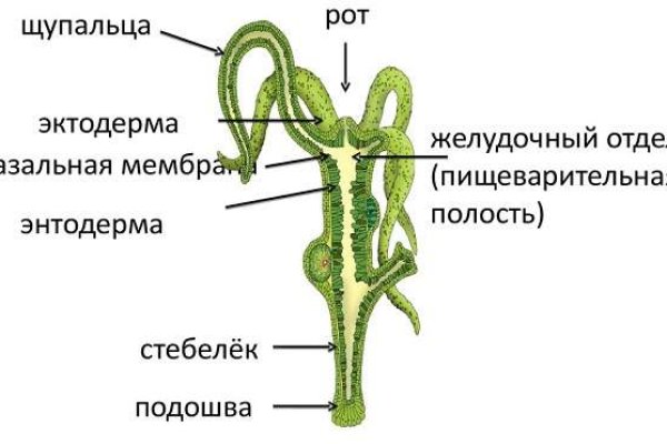 Кракен работает